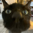 vivi thumbnail