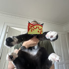 fishfriedi thumbnail