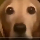 zyyva thumbnail