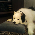 estrogendog thumbnail