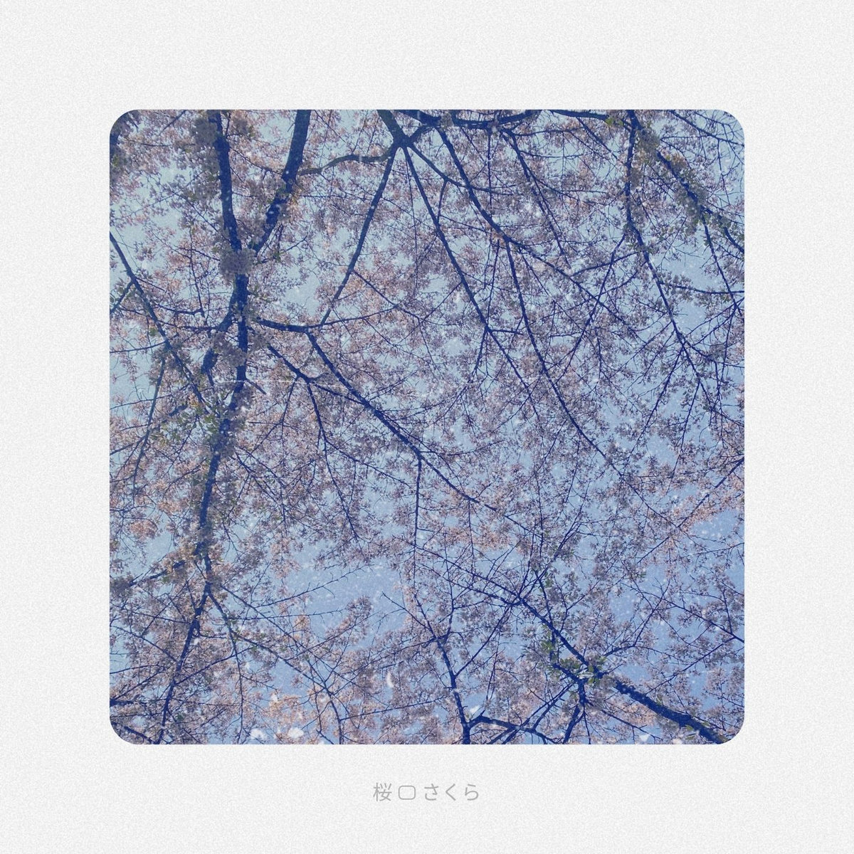 Sakuraです Sakura (桜 o さくら) | Diego Tomassetti