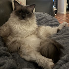 beast_cat thumbnail