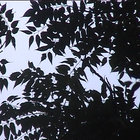 posterdog thumbnail