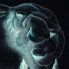 Molly thumbnail