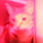 teddyphoto thumbnail