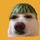 noresilla thumbnail