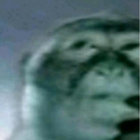 krutonfeesh thumbnail