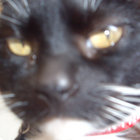 plecow thumbnail