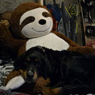 siborg_gorillamoe thumbnail