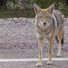 prairiewolf06 thumbnail
