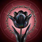 black-tulip-101 thumbnail