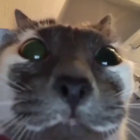 craftyturtle439 thumbnail