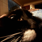 beardeded thumbnail