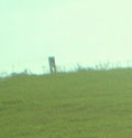 Commma image