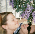 True Mountain Laurel — Photo