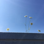 grey thumbnail