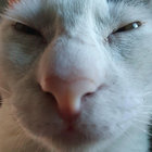 pigeon appriaser thumbnail