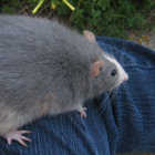 vermilisix thumbnail
