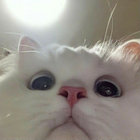 sallyusha thumbnail