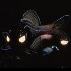 flashlight fish thumbnail