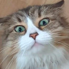 Charlilie thumbnail
