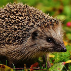 dreamhog thumbnail