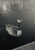 Klein photo