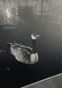 Klein — Photo