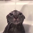 flyingwhalefren thumbnail