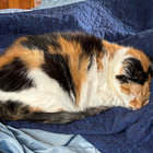 kumocat088 thumbnail