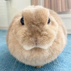 mmm_largeCelery thumbnail