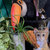 CSK thumbnail