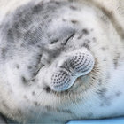 spoonzone thumbnail
