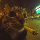 dizzyginger thumbnail