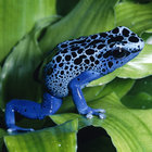 frogspawn thumbnail