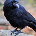 majesticfalcon thumbnail