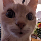 luatess thumbnail