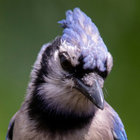 jay.scoldofjays thumbnail
