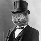 Spiffington Cat thumbnail