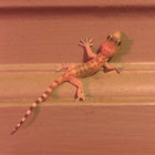 ethanlizard thumbnail