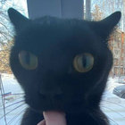 catgamer1000 thumbnail