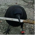 octoberlings thumbnail