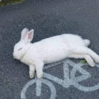 rabbitremains thumbnail
