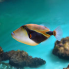 fishynr7037 thumbnail