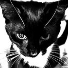 ØHMAD thumbnail