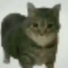 dingleton thumbnail
