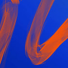 Elmo thumbnail