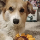 corgifanjenny thumbnail