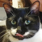 Katze thumbnail