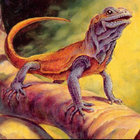 Basking Rootwalla thumbnail